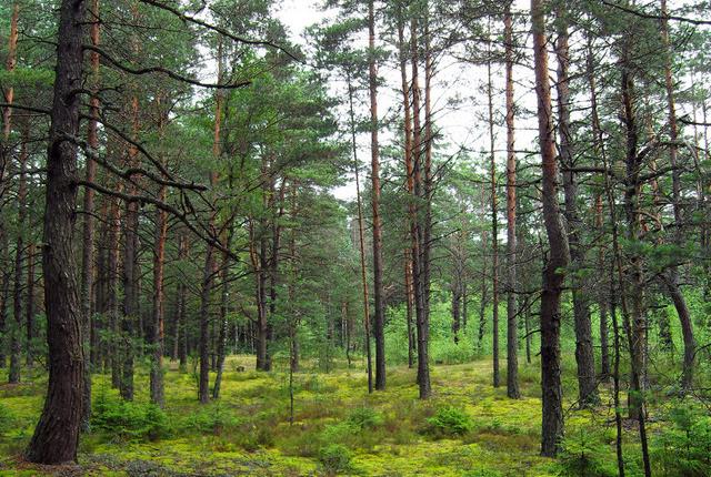 中國主要的松木產地有哪些，不同產地的松木有哪些區別