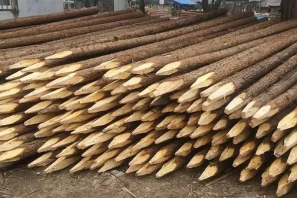 松木樁為什么要削尖，松木樁削尖技巧